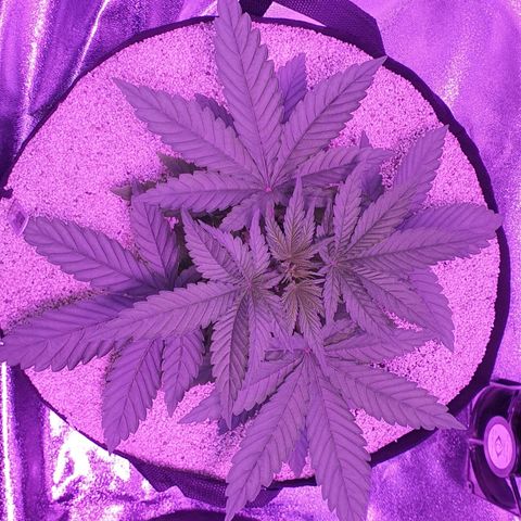 3RH #1 growlog timeline photo