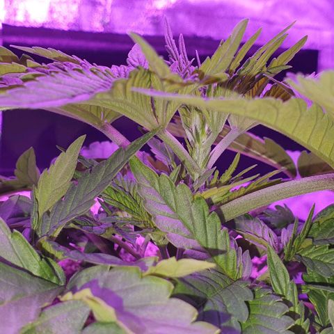 3RH #1 growlog timeline photo