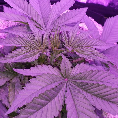 3RH #1 growlog timeline photo