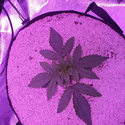 3RH #2 growlog timeline photo
