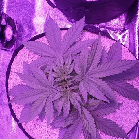 3RH #1 growlog timeline photo