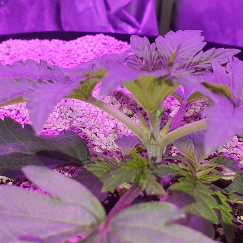 3RH #2 growlog timeline photo