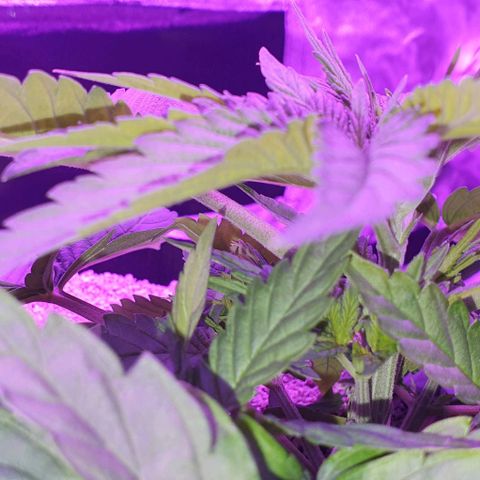 3RH #1 growlog timeline photo