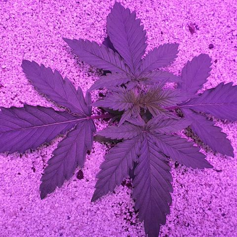 3RH #2 growlog timeline photo