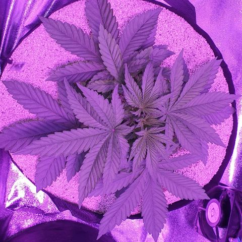 3RH #1 growlog timeline photo