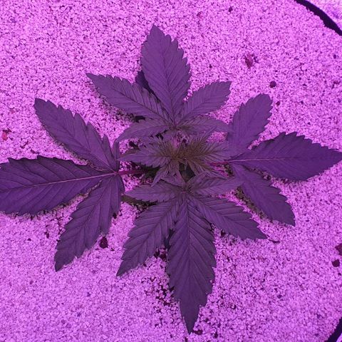 3RH #2 growlog timeline photo
