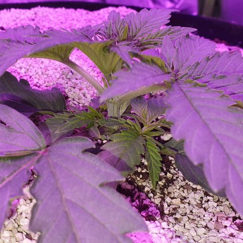 3RH #2 growlog timeline photo