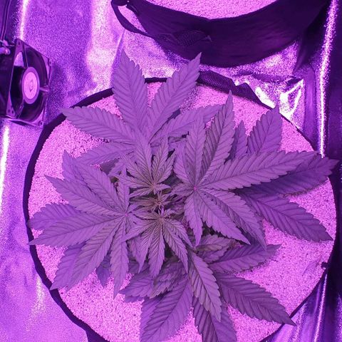 3RH #1 growlog timeline photo