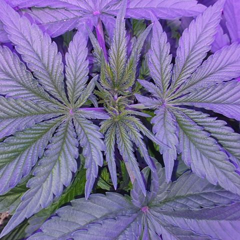 3RH #1 growlog timeline photo