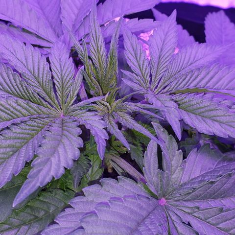 3RH #1 growlog timeline photo