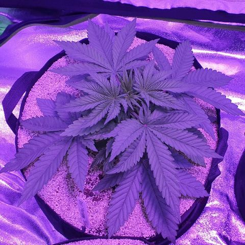 3RH #1 growlog timeline photo