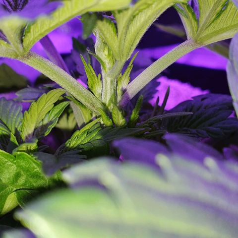 3RH #1 growlog timeline photo