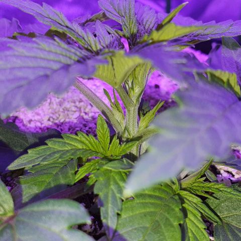 3RH #2 growlog timeline photo