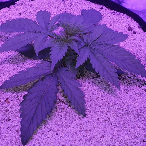 3RH #2 growlog timeline photo