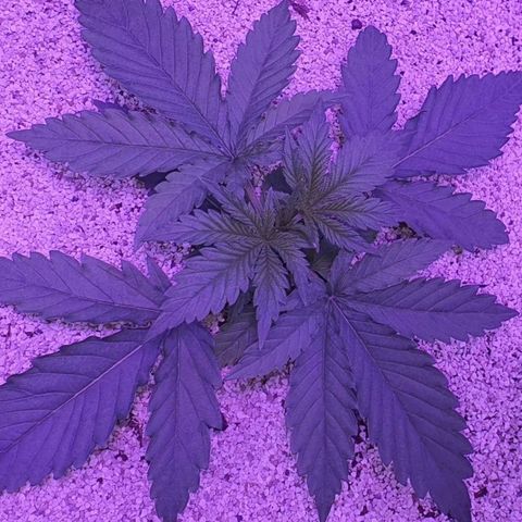 3RH #2 growlog timeline photo
