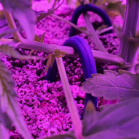 3RH #1 growlog timeline photo