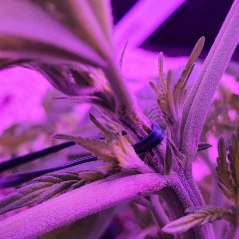 3RH #1 growlog timeline photo