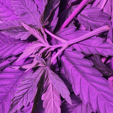 3RH #1 growlog timeline photo