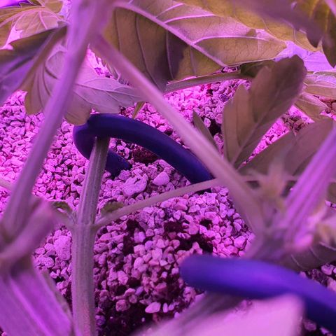 3RH #1 growlog timeline photo