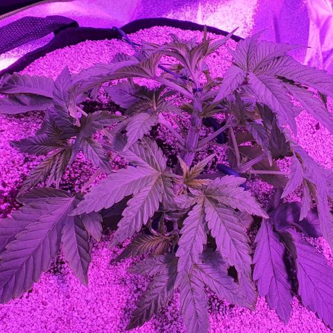 3RH #1 growlog timeline photo