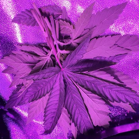 3RH #1 growlog timeline photo