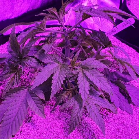 3RH #1 growlog timeline photo