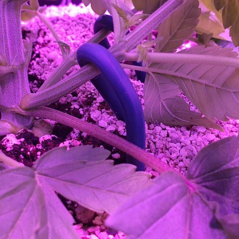 3RH #1 growlog timeline photo