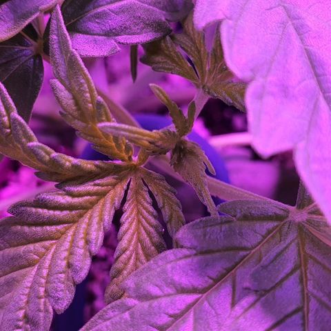 3RH #1 growlog timeline photo