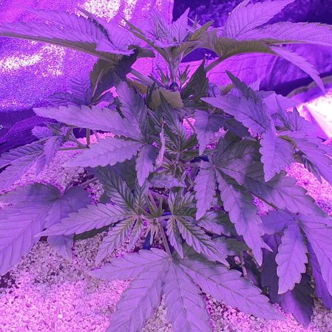 3RH #1 growlog timeline photo