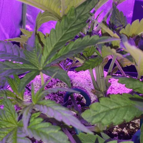 3RH #1 growlog timeline photo
