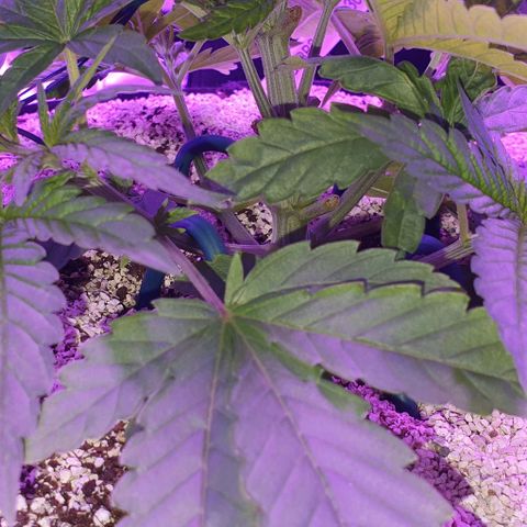 3RH #1 growlog timeline photo