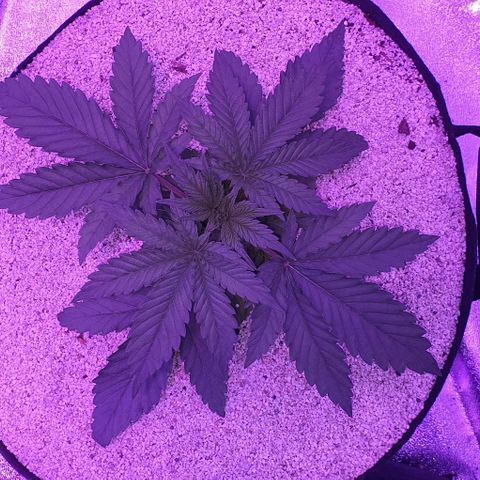 3RH #2 growlog timeline photo