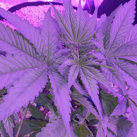 3RH #1 growlog timeline photo