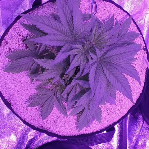 3RH #1 growlog timeline photo