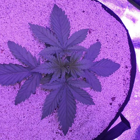 3RH #2 growlog timeline photo
