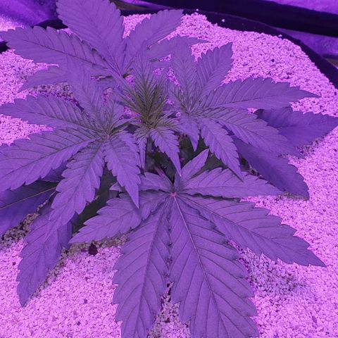 3RH #2 growlog timeline photo