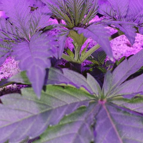 3RH #2 growlog timeline photo