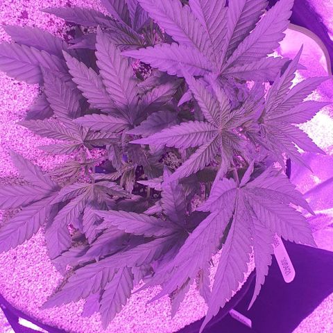 3RH #1 growlog timeline photo