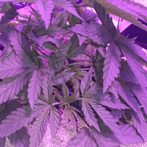 3RH #1 growlog timeline photo