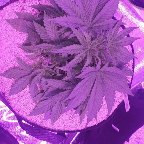 3RH #1 growlog timeline photo