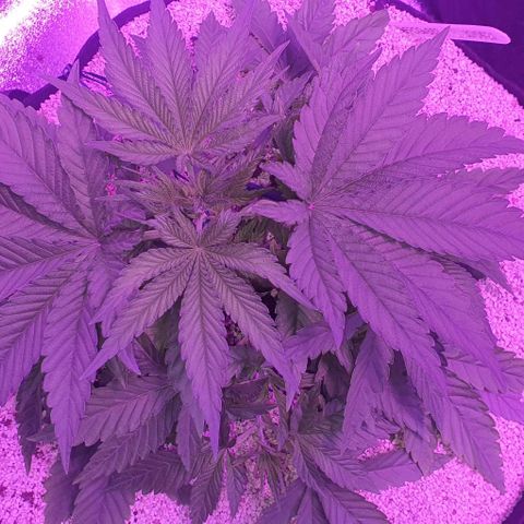 3RH #1 growlog timeline photo
