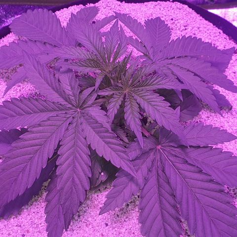 3RH #2 growlog timeline photo