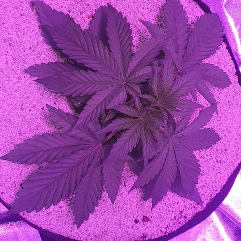 3RH #2 growlog timeline photo