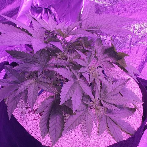 3RH #1 growlog timeline photo