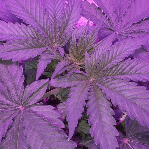 3RH #2 growlog timeline photo