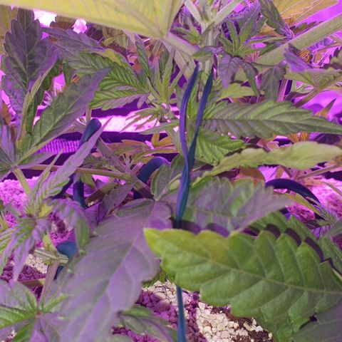 3RH #1 growlog timeline photo