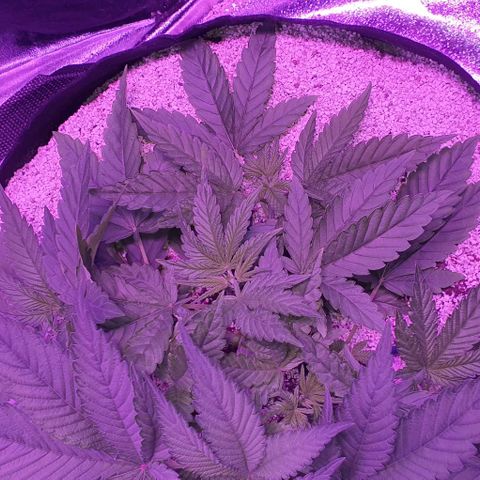 3RH #1 growlog timeline photo