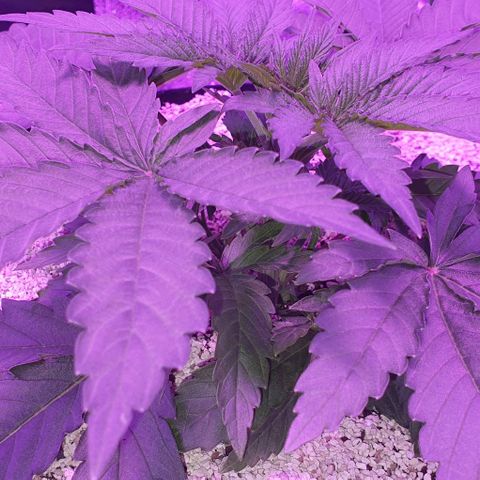 3RH #2 growlog timeline photo