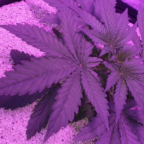 3RH #2 growlog timeline photo
