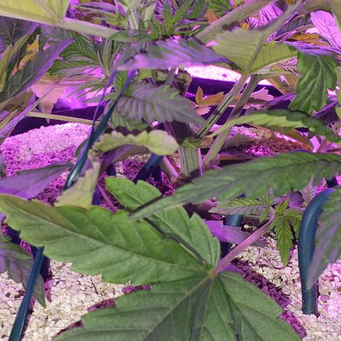 3RH #1 growlog timeline photo
